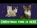 Jingle Cats Christmas Time is Here
