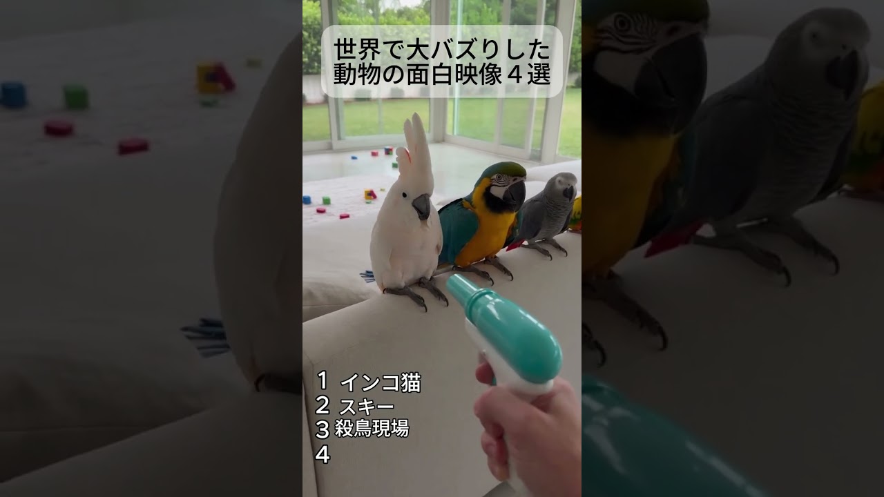 YouTube player
