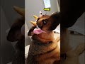 German Shepherd Does NOT Like His New Costume Funnydogs Cows Shepherd Shorts 