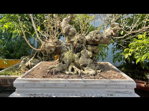 Video Nghệ nhân Phong Lê chỉnh sửa lên chậu cho cây Sanh Nam... - youtube