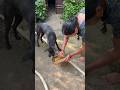 #shorts #shortvideo #dogshorts #puppylove #puppylife #pets #petlover