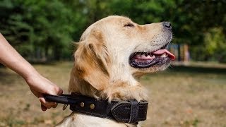 Training Leather Dog Collar with Handle