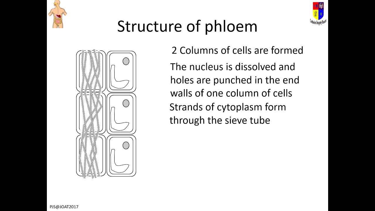 BiN5 MC5d phloem