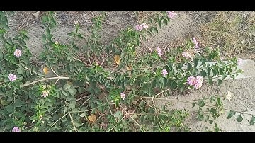 خواطر ايمانية _ صفات المتقين ( كما وردت فى اول سورة البقرة )