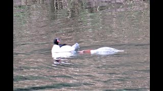 Common Merganser Courtship and Mating