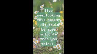 Meet Fleabane—the tiny wildflower with BIG medicinal benefits! #herbalism