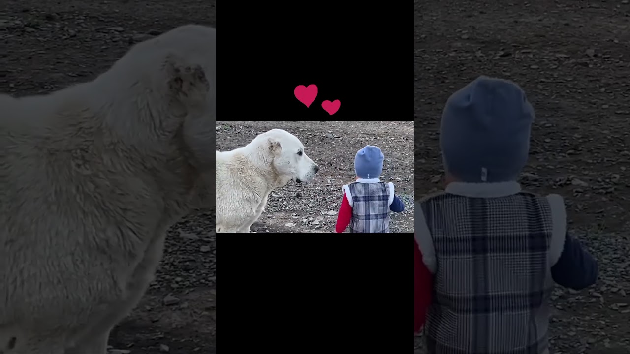 Алабай самый добрый Сабака 😍