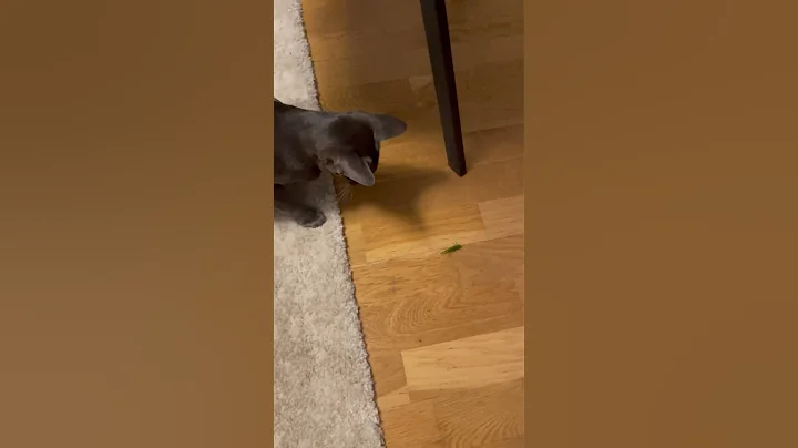 Watch the video about Oriental cat playing with a bug #cat #orientalcat #catlover