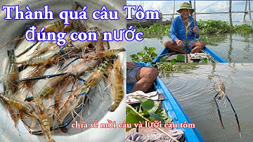 Thành quả câu Tôm Trúng Con Nước , câu tôm chỉ trong 1 giờ lên Tôm liên tục