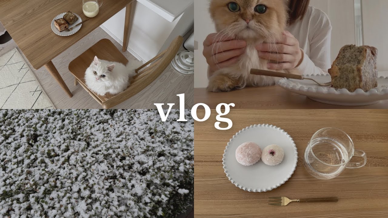 寒波が過ぎるのを待つ｜楽しいことだけじゃない一人暮らしでの猫との暮らし｜日常ルーティンvlog