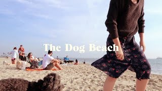 Daily Vlog No. 18 The Dog Beach