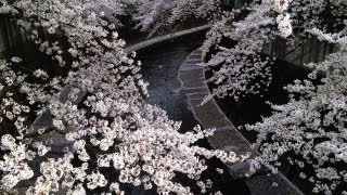 Sakura, Cherry Blossoms, in Tokyo [iPhone 4S/HD]