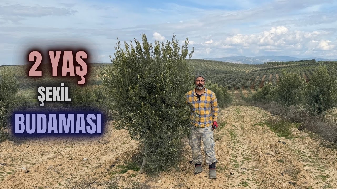 Şekil Budaması Nasıl Yapılır? #budama #erenvural #zeytinbudama