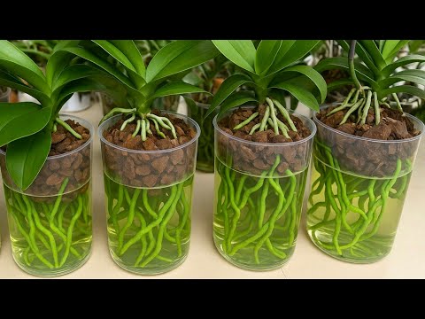 Grow Orchids This Way! They Grow Fast And Bloom Profusely For A Long Time