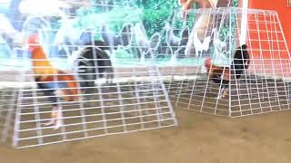 GOLDEN DRAGON 888 Game farm #breeding #chicken #farming screenshot 4