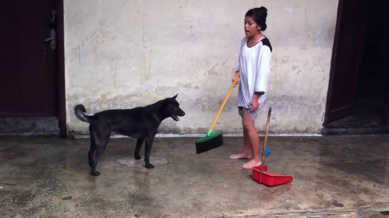 Anjing Melarang Pemiliknya Beresin Kandang Lucu Youtube