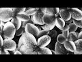白い朝 demo