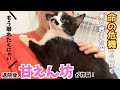 またも命の危機を乗り越えた！退院後、主にべったりくっつく元野良猫【肺水腫治療】