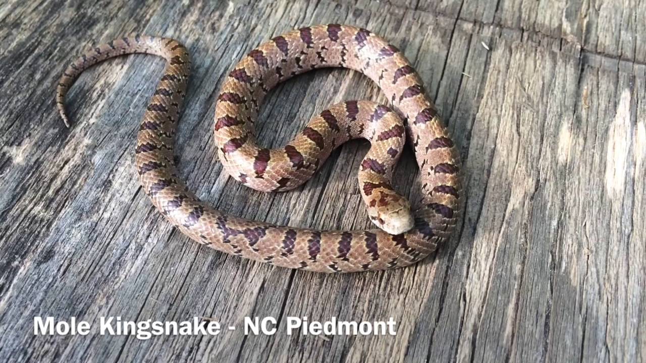 herpetology quizlet A small taste of spring herping in North Carolina