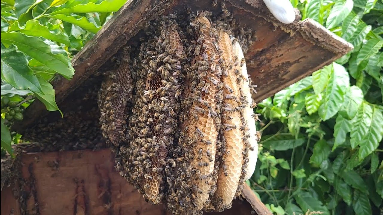 captura na caixa velha | Abelha apis na lavoura de café ☕️ 🐝
