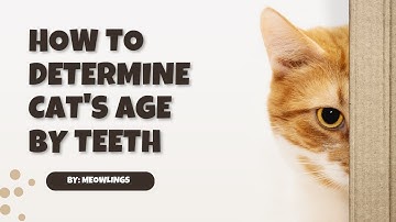 Unveiling the Secret to Determining a Cat