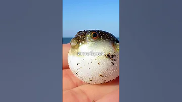 Смертельная рыба (иглобрюх)🐡