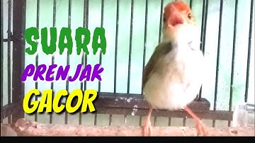 Suara PRENJAK Gacor Pikat Memanggil Lawan Langsung Bunyi @ TOMAN. net