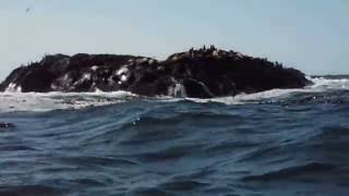 Plover reefs Cleland Island sea lions2