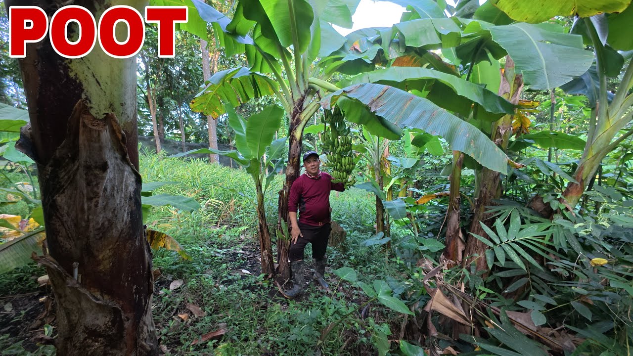 SAGING NA MASAMA DAW SA TABING BAHAY | Biyaherong Batangueno