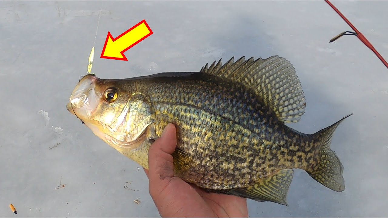 Best Jig for Ice Crappie Fishing YouTube