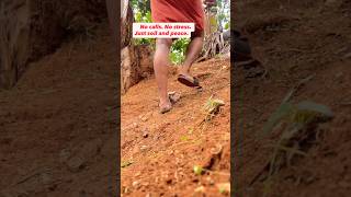 No calls. No stress. Just soil and peace #shortsfeeds # എന്തൊക്കയാണ്