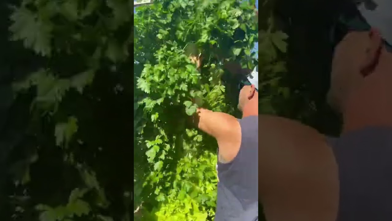 Massive parsley harvest from an aeroponic tower 