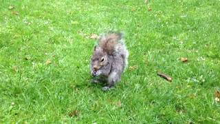 The First Time I Ever Saw a Squirrel in Real Life.. WOW