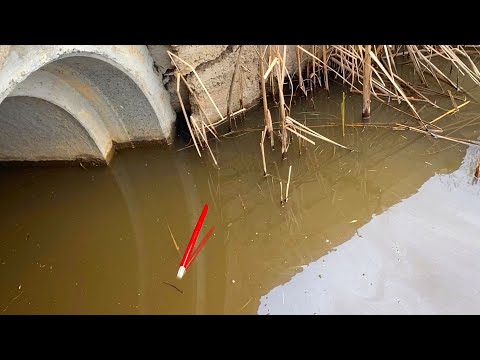 Видео: 20 СМ ВОДЫ...ЛУПИТ ПОПЛАВОК У ТРУБЫ! Лужа КАРАСЯ, это РЕАЛЬНО. Рыбалка весной 2024