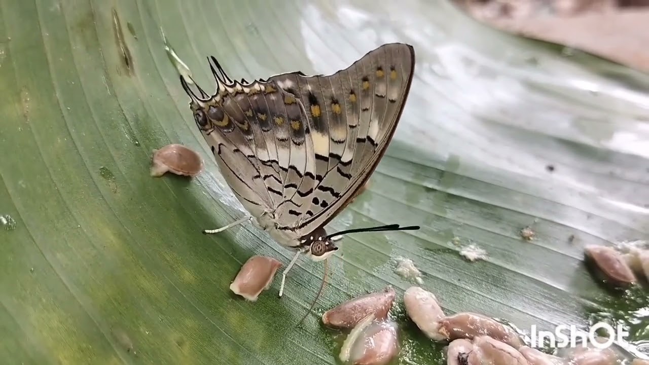 Black Rajah butterfly 🦋 at NKP FARMS PARK 