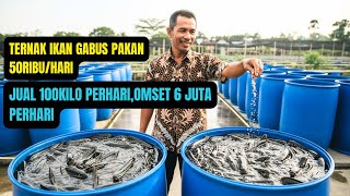 “Modal 50 Ribu Bisa Untung 5 Juta Per Hari?! Rahasia Ternak Ikan Gabus di Tong Plastik!