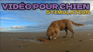 DOG TV Stimulation ~ Vidéo pour Chien   Balade a la Plage 4K