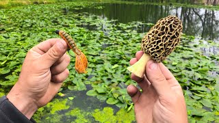 Fishing HEAVY Cover and HUNTING Morel Mushrooms! (SUCCESS)