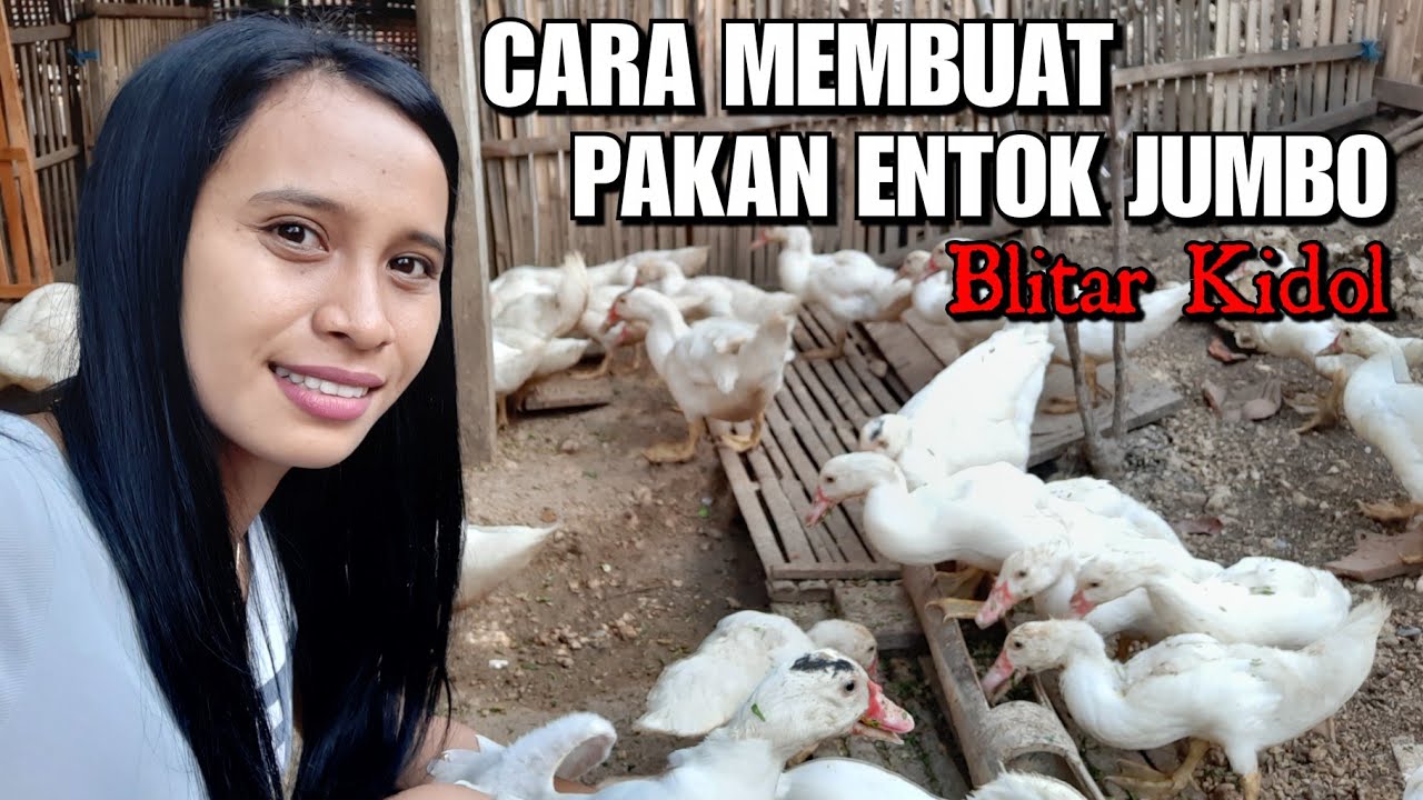Cara Membuat Campuran Pakan Entok Jumbo Blitar - MENTOK SEMOK #1