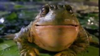 Here’s What Happened To The Iconic Budweiser Frogs