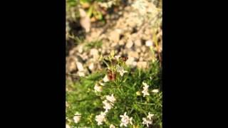 АСПЕРУЛА, или ЯСМЕННИК (ASPERULA) сем. Мареновые видео МАРЕНОВЫЕ