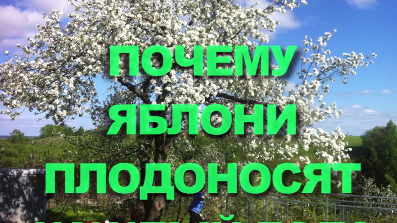 Почему яблоня плохо плодоносит Почему яблоня плохо плодоносит