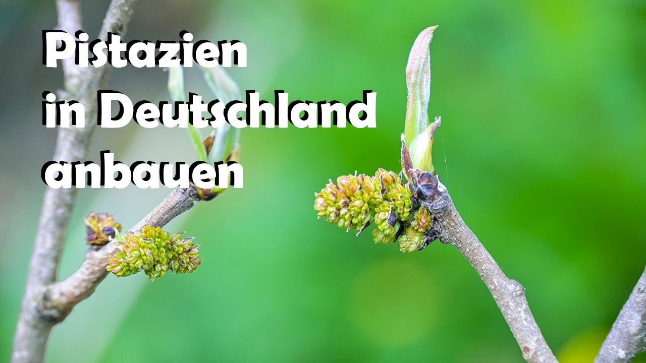 Männliche Pistazienblüten erkennen: Jetzt wird es spannend