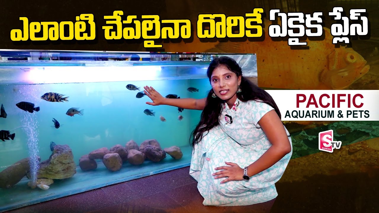 PACIFIC AQUARIUM & PETS Best Place in Hyderabad for PETS & Aquarium