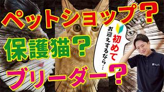 【初心者必見！】初めて猫を飼うならどこがオススメ？猫プロがメリットデメリットを徹底解説します