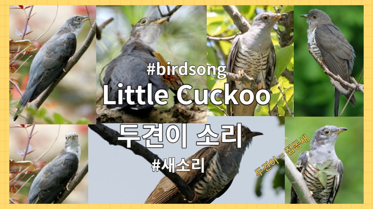 Little Cuckoo 두견이 새소리 #두견새소리 #접동새 - YouTube