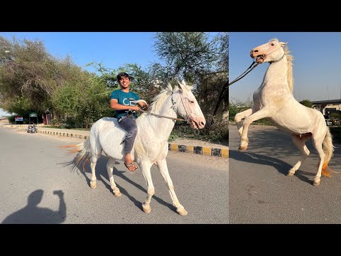 Apna Horse Pa Pahli Dafa Ride Ki 😍