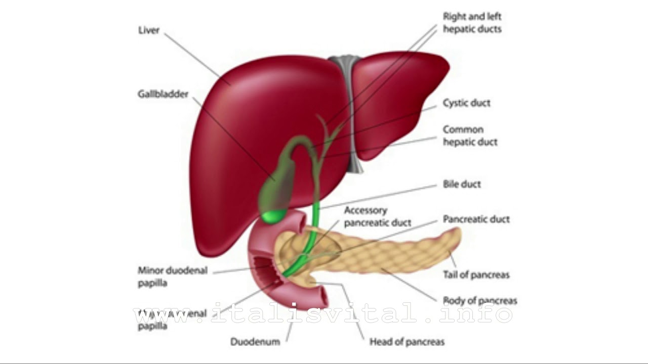 GALLBLADDER CLEANSE (CHOLAGOGUE HERBS) - YouTube