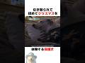 クリスマスを体験する保護犬