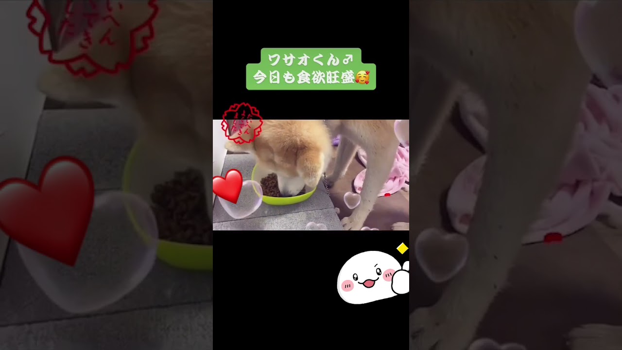 深夜食堂 ワサオの飯テロ動画 Shorts 縦犬動画 保護犬 Youtube